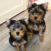 Puppies for sale USA, Florida , Yorkshire Terrier