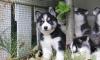 Puppies for sale Canada, British Columbia, Vancouver Haski