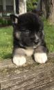 Puppies for sale USA, Texas Haski