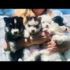 Puppies for sale USA, California, San Diego Haski