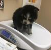 Puppies for sale USA, Texas, San Antonio Pomeranian Spitz