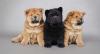 Puppies for sale Estonia, Tallinn Chow Chow