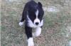 Puppies for sale Ukraine, Donetsk Bearded collie