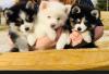 Puppies for sale USA, California, San Jose Pomeranian Spitz