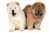 Puppies for sale Poland, Gdynia Chow Chow