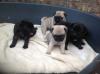 Puppies for sale Netherlands, Maastricht Pug