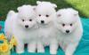 Puppies for sale Latvia, Jurmala Samoyed dog (Samoyed)