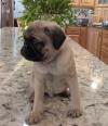 Puppies for sale Latvia, Aluksne Pug