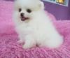 Puppies for sale Latvia, Madonna Pomeranian Spitz