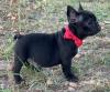 Puppies for sale Latvia, Aizkraukle French Bulldog