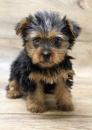 Puppies for sale Bulgaria, Dobrich Yorkshire Terrier