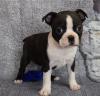 Puppies for sale Armenia, Vanadzor , Boston Terrie puppies