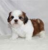 Puppies for sale Kyrgyzstan, Bishkek , Shih Tzu puppies