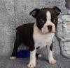 Puppies for sale Romania, Dirlosh , Boston Terrie puppies