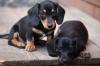 Puppies for sale Slovenia, Biograd , Dachshund Puppies