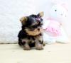 Puppies for sale Ireland, Belfast , Yorkie puppies