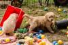 Puppies for sale Austria, Linz, Bietzen , Golden Retriever