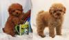 Puppies for sale Ireland, Dundalk , Poodle Puppies