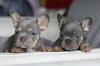 Puppies for sale Kazakhstan, Oral, America French Bulldog