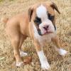 Puppies for sale Netherlands, NEC , boxer