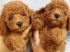 Puppies for sale United Kingdom, Bradford Poodle