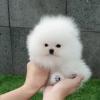 Puppies for sale United Kingdom, Southport Pomeranian Spitz