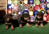 Puppies for sale Belgium, Gant Rottweiler