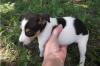 Puppies for sale Estonia, Kohtla-Jarve Other breed, RAT TERRIER PUPS