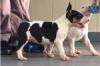 Puppies for sale United Kingdom, Bristol Bull Terrier