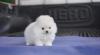 Puppies for sale Estonia, Narva , Pomerania