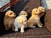 Puppies for sale Netherlands, Venlo Other breed, BICHPOO puppies