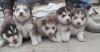 Puppies for sale USA, Hawaii Pomeranian Spitz