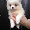 Puppies for sale Russia, Angarsk Pomeranian Spitz