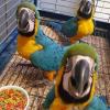 Puppies for sale Russia, Astrakhan Other breed, macaw parrot