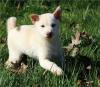 Puppies for sale United Kingdom, Birmingham , Shiba Inu