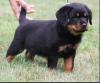 Puppies for sale Germany, Berlin Rottweiler