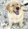 Puppies for sale France, Paris Golden Retriever