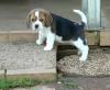 Puppies for sale Estonia, Pya , Beagle