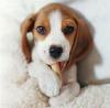 Puppies for sale Belarus, Gomel Arriege foxhound