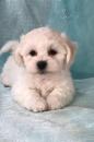 Puppies for sale USA, Indiana Shih Tzu