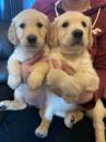 Puppies for sale Portugal, Almeida Golden Retriever