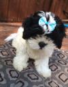 Puppies for sale Spain, Toledo Shih Tzu