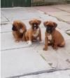 Puppies for sale Denmark, Aalborg Boxer