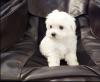 Puppies for sale Ireland, Belfast Maltese