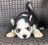 Puppies for sale Poland, Plock , siberian husky