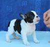 Puppies for sale Canada, Nunavut French Bulldog