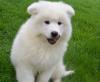 Puppies for sale Latvia, Ventspils Samoyed dog (Samoyed)