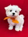 Puppies for sale Finland, Helsinki Maltese