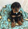 Puppies for sale Kazakhstan, Zheskazgan Rottweiler