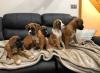 Puppies for sale Denmark, Odense Boxer